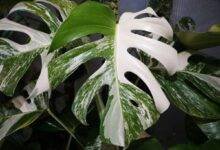 monstera albo
