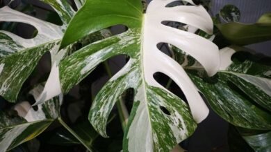 monstera albo
