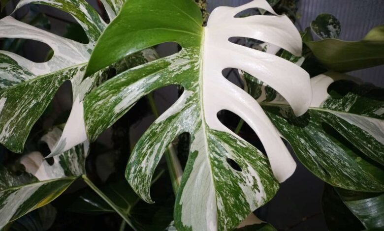 monstera albo