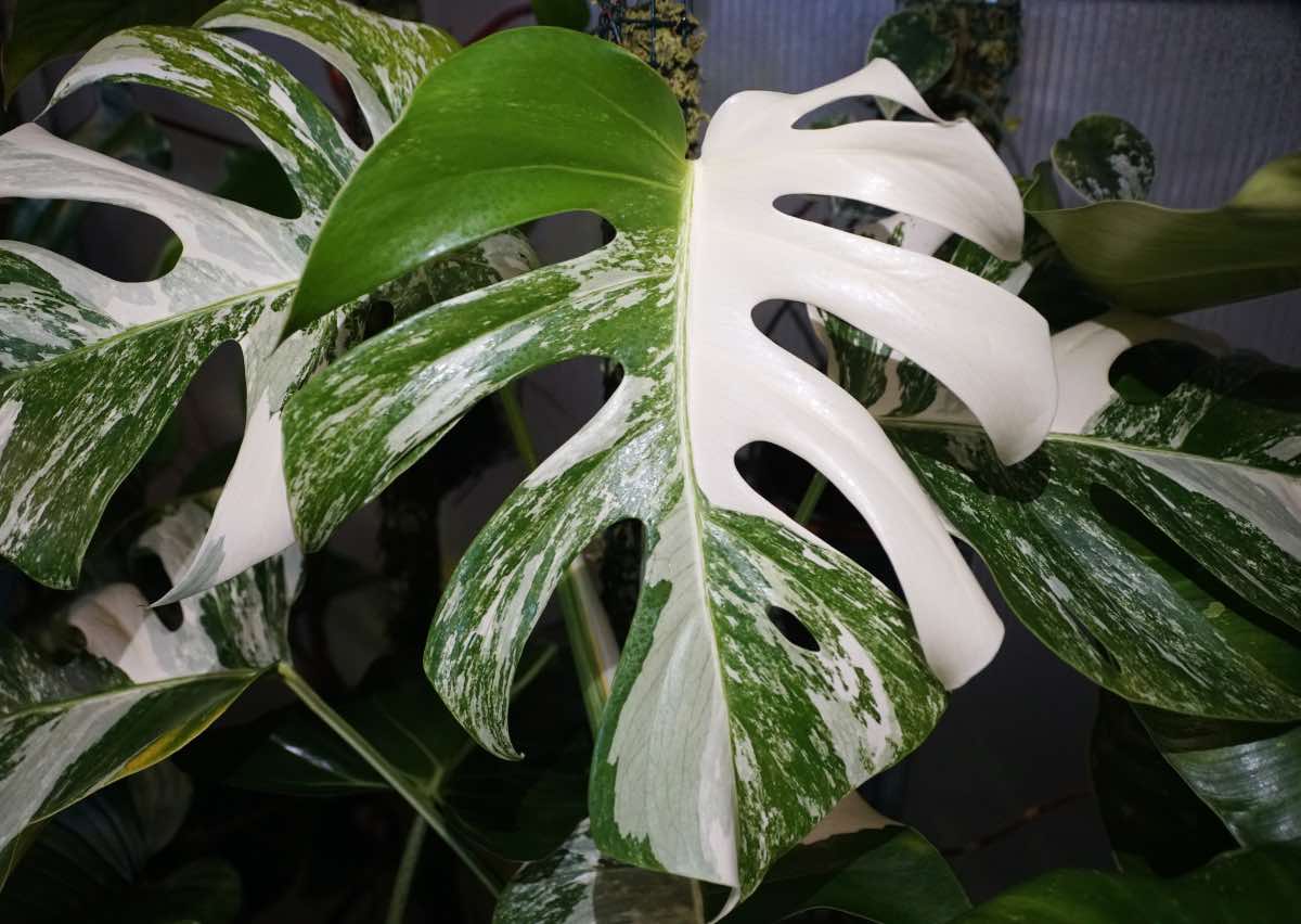 monstera albo