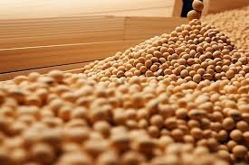 Insoya
